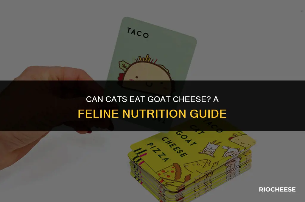 is goat cheese bad for cats