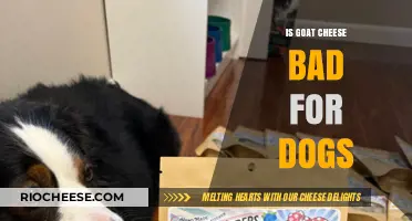 Can Dogs Eat Goat Cheese? A Comprehensive Guide for Pet Owners
