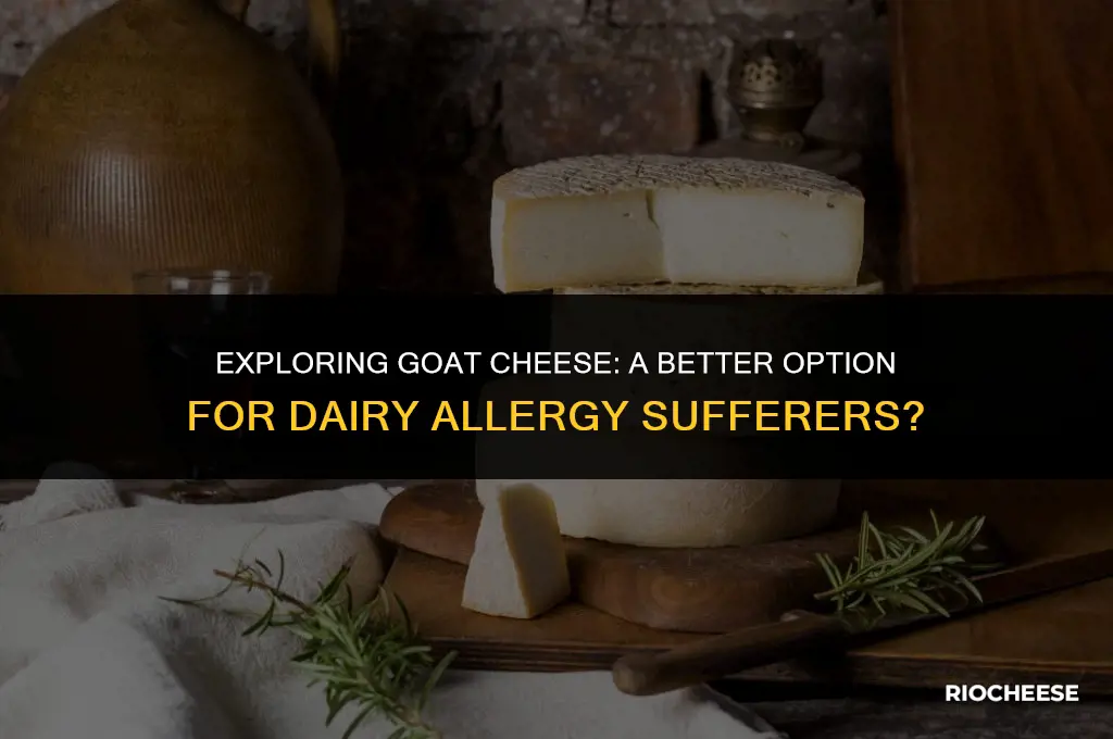 is goat cheese better for people with dairy allergies
