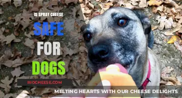Can Dogs Enjoy Spray Cheese Safely? A Comprehensive Guide
