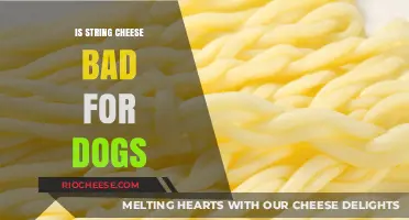Can Dogs Eat String Cheese? A Comprehensive Guide for Pet Owners