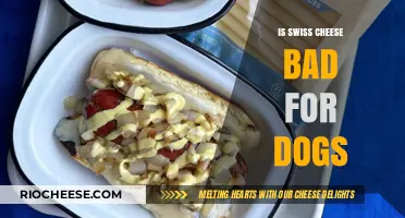 Can Dogs Eat Swiss Cheese? A Comprehensive Guide for Pet Owners