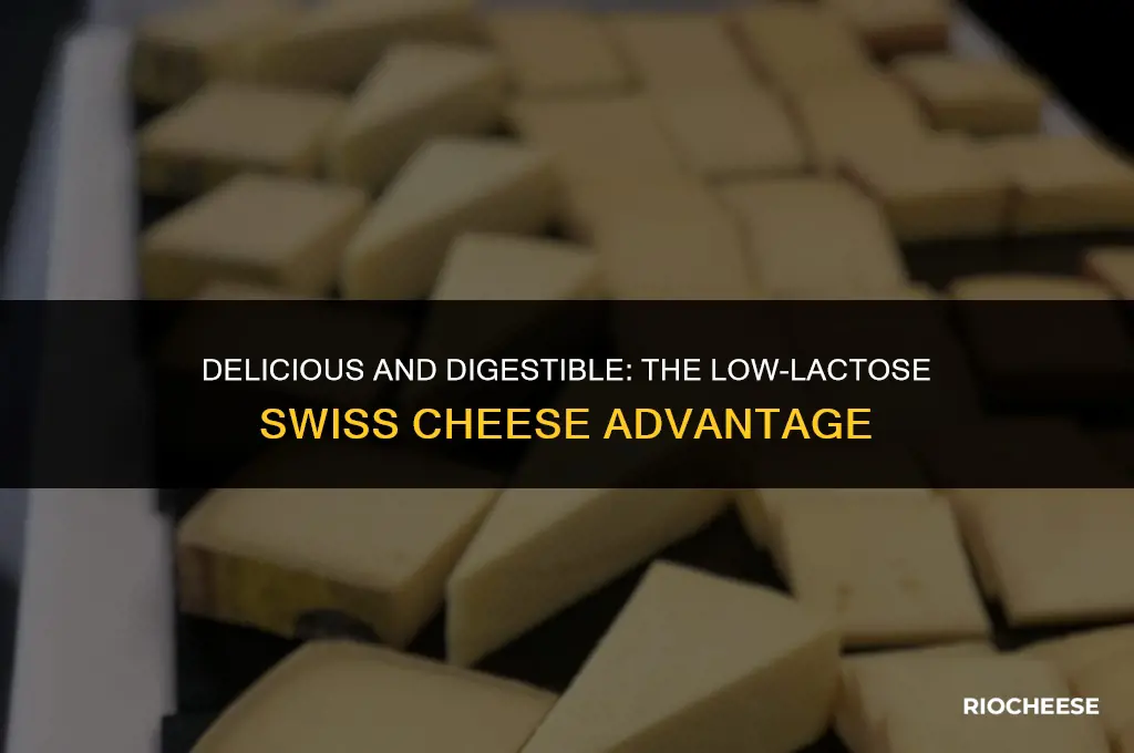 is swiss cheese low lactose