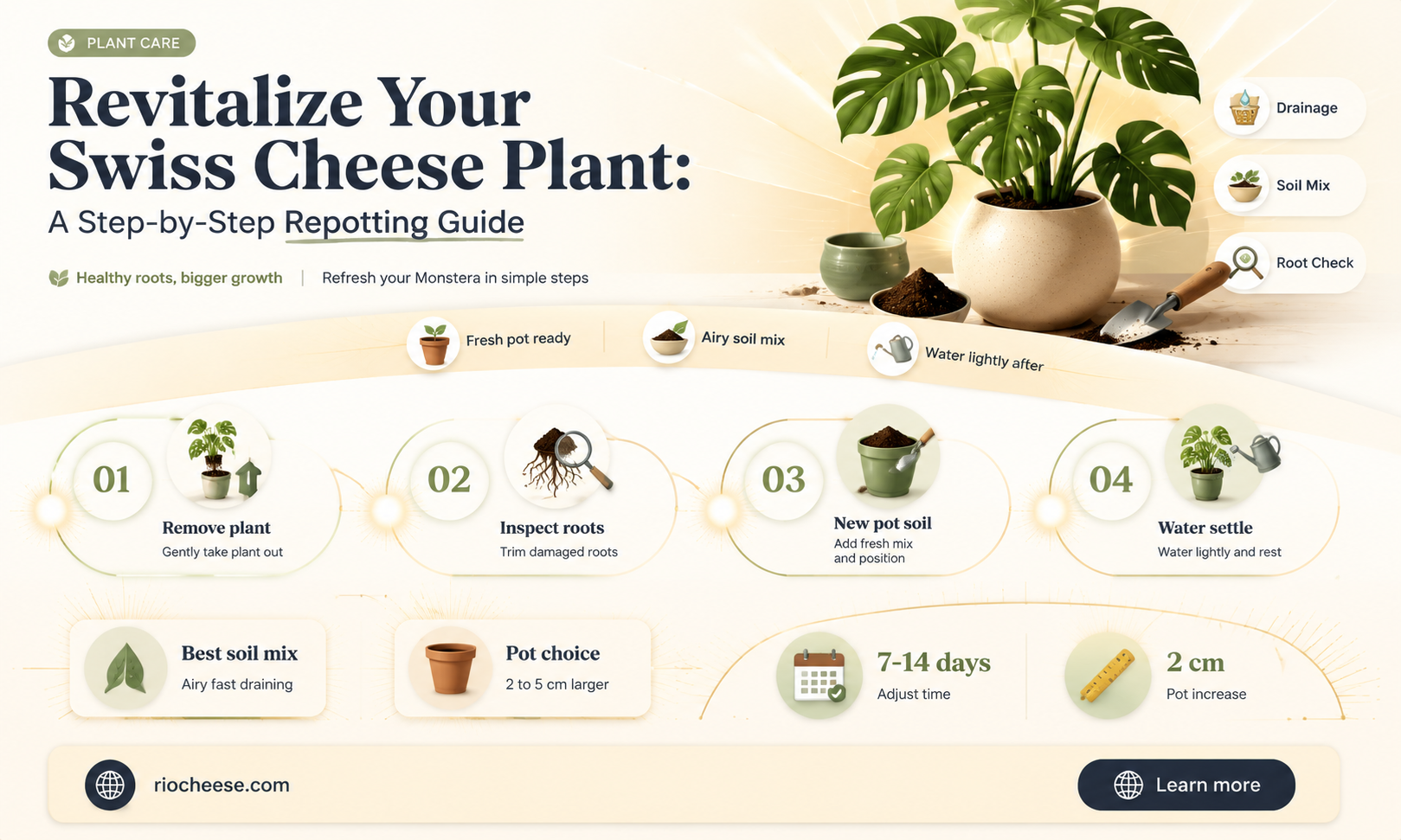 how to repot a swiss cheese plant