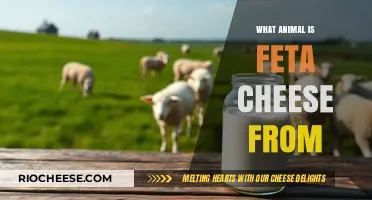 The Surprising Source of Feta Cheese: A Journey into Dairy Delights