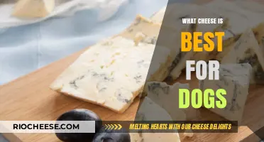 Paws and Reflect: The Ultimate Guide to Dog-Friendly Cheeses