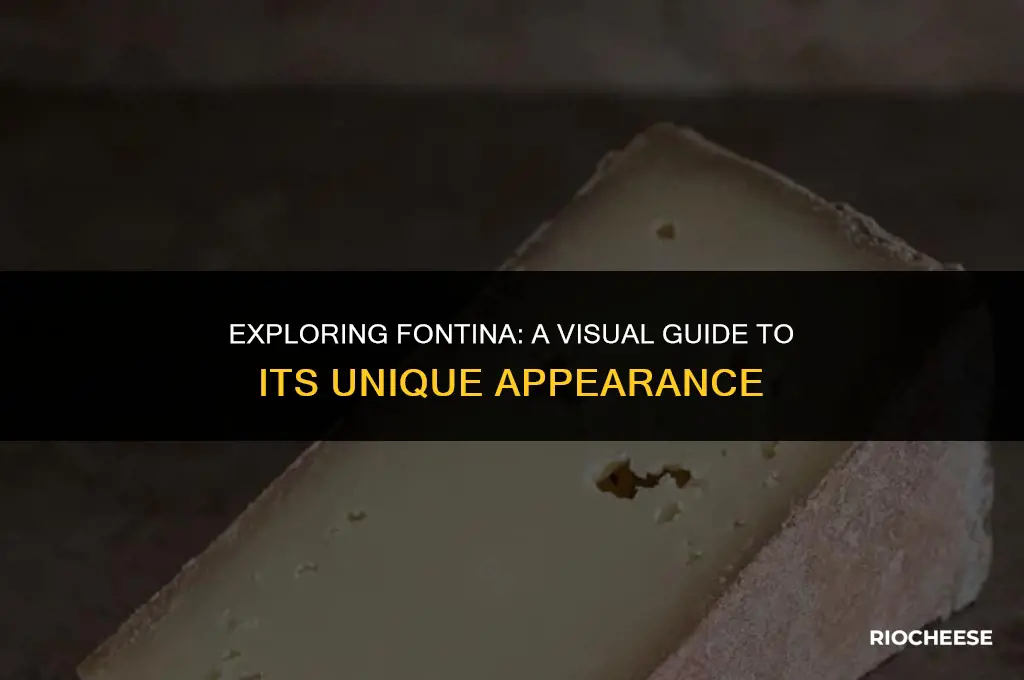 what does fontina cheese look like