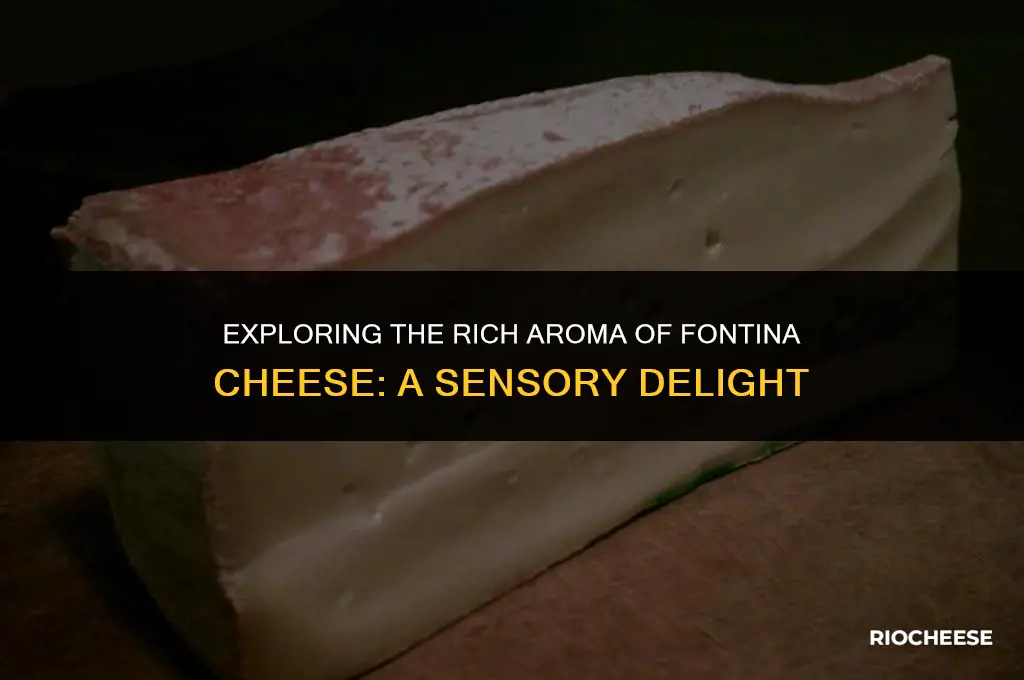 what does fontina cheese smell like