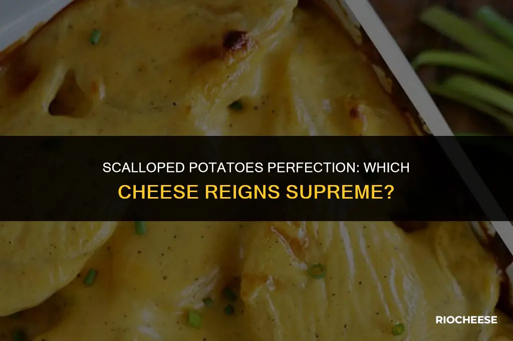 what kind of cheese for scalloped potatoes