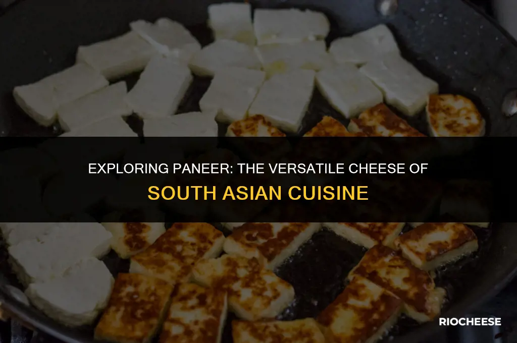 what kind of cheese is paneer