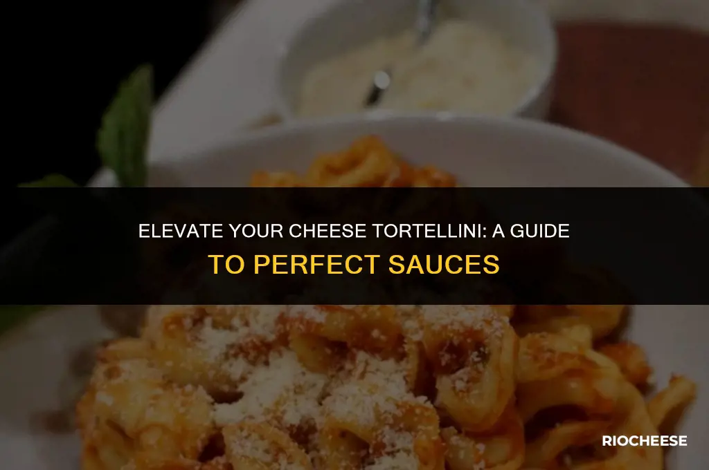 what sauce to use with cheese tortellini